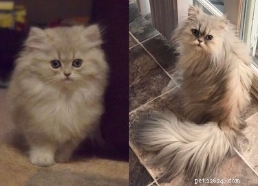 22 Pets That’ve Evolved From Adorable Beginnings to Stunning Glow‑Ups