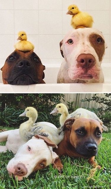 22 Pets That’ve Evolved From Adorable Beginnings to Stunning Glow‑Ups