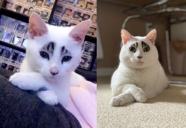 22 Pets That’ve Evolved From Adorable Beginnings to Stunning Glow‑Ups