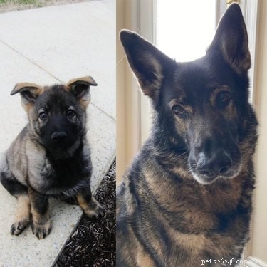 22 Pets That’ve Evolved From Adorable Beginnings to Stunning Glow‑Ups