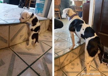 22 Pets That’ve Evolved From Adorable Beginnings to Stunning Glow‑Ups