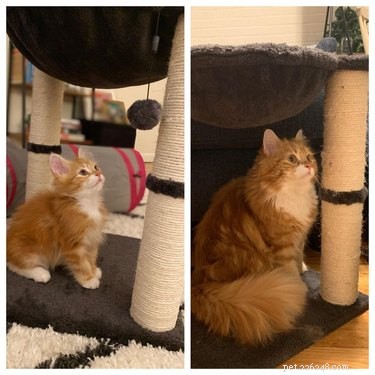 22 Pets That’ve Evolved From Adorable Beginnings to Stunning Glow‑Ups