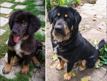 22 Pets That’ve Evolved From Adorable Beginnings to Stunning Glow‑Ups