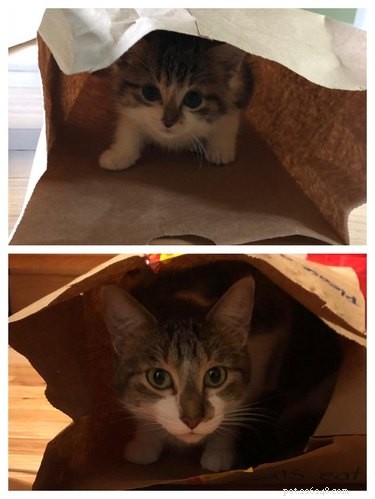 22 Pets That’ve Evolved From Adorable Beginnings to Stunning Glow‑Ups