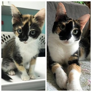 22 Pets That’ve Evolved From Adorable Beginnings to Stunning Glow‑Ups