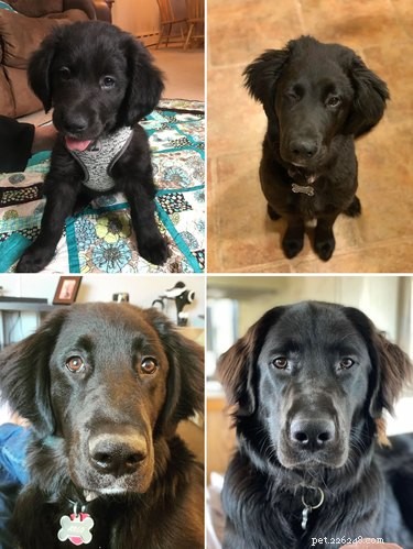 22 Pets That’ve Evolved From Adorable Beginnings to Stunning Glow‑Ups