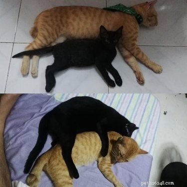22 Pets That’ve Evolved From Adorable Beginnings to Stunning Glow‑Ups