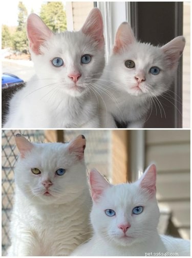 22 Pets That’ve Evolved From Adorable Beginnings to Stunning Glow‑Ups