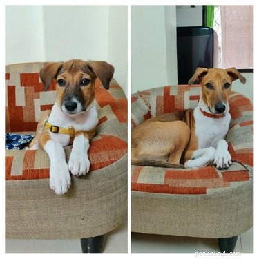 22 Pets That’ve Evolved From Adorable Beginnings to Stunning Glow‑Ups