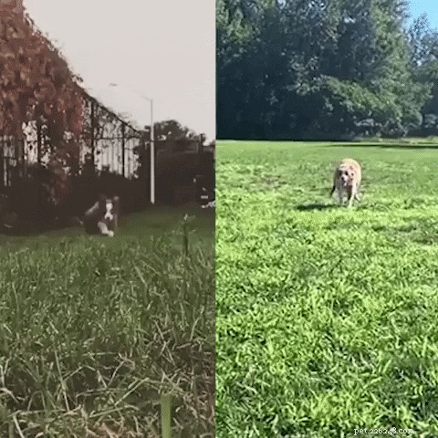 22 Pets That’ve Evolved From Adorable Beginnings to Stunning Glow‑Ups