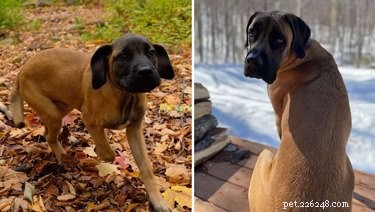22 Pets That’ve Evolved From Adorable Beginnings to Stunning Glow‑Ups