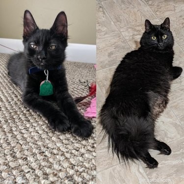 22 Pets That’ve Evolved From Adorable Beginnings to Stunning Glow‑Ups