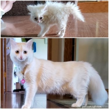 22 Pets That’ve Evolved From Adorable Beginnings to Stunning Glow‑Ups