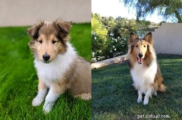 22 Pets That’ve Evolved From Adorable Beginnings to Stunning Glow‑Ups