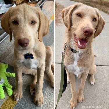 22 Pets That’ve Evolved From Adorable Beginnings to Stunning Glow‑Ups