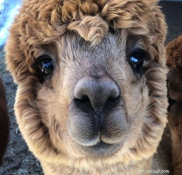 17 Adorable Animals That Will Melt Your Heart