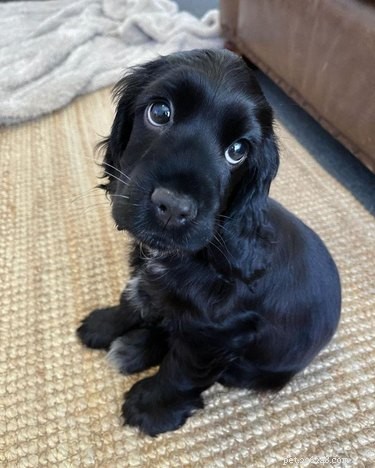 17 Adorable Animals That Will Melt Your Heart
