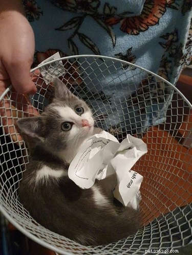 17 Adorable Animals That Will Melt Your Heart