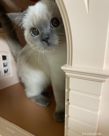 17 Adorable Animals That Will Melt Your Heart