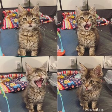 17 Adorable Animals That Will Melt Your Heart