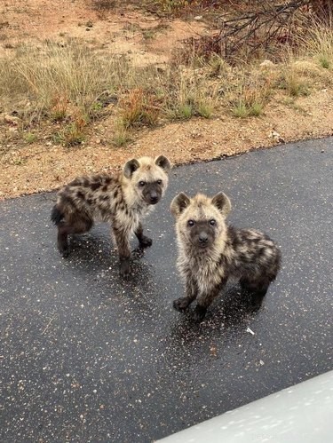 17 Adorable Animals That Will Melt Your Heart