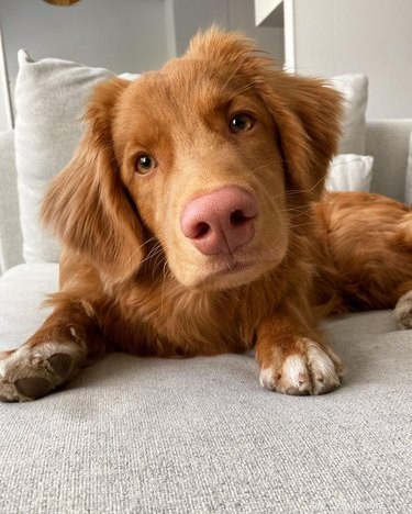17 Adorable Animals That Will Melt Your Heart
