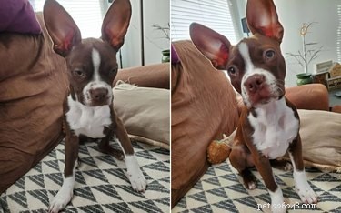 17 Adorable Animals That Will Melt Your Heart