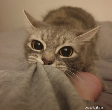 17 Adorable Animals That Will Melt Your Heart