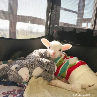 17 Adorable Animals That Will Melt Your Heart