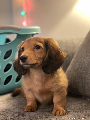 17 Adorable Animals That Will Melt Your Heart