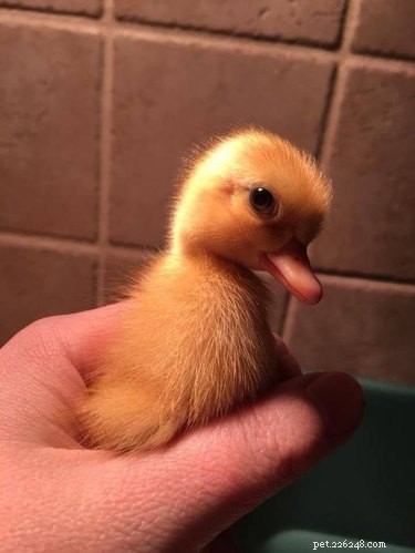 17 Adorable Animals That Will Melt Your Heart