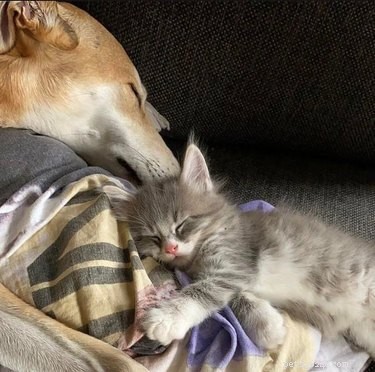 17 Adorable Animals That Will Melt Your Heart