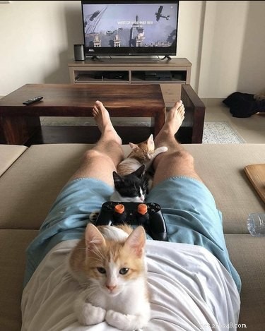 19 Ways Cats Can Steal Your Time (and How to Reclaim It)