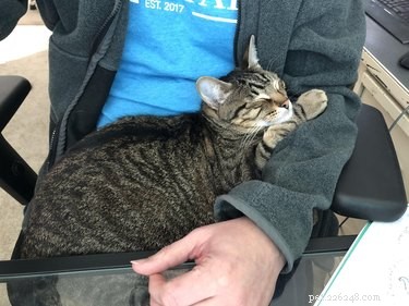 19 Ways Cats Can Steal Your Time (and How to Reclaim It)