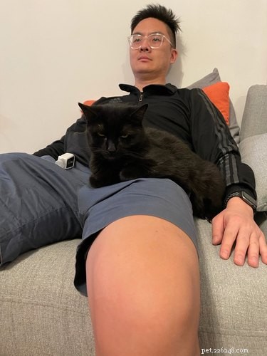 19 Ways Cats Can Steal Your Time (and How to Reclaim It)