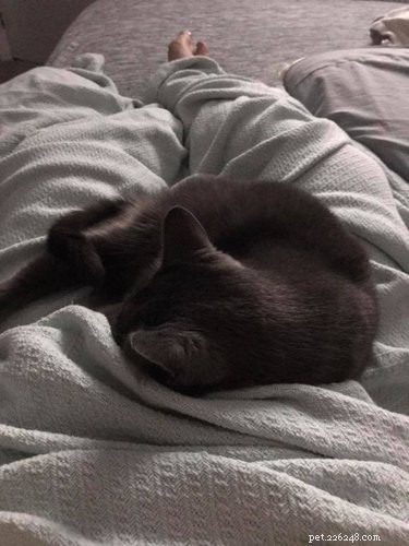 19 Ways Cats Can Steal Your Time (and How to Reclaim It)