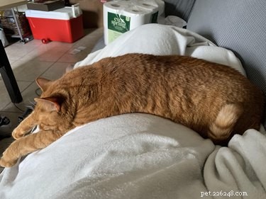 19 Ways Cats Can Steal Your Time (and How to Reclaim It)