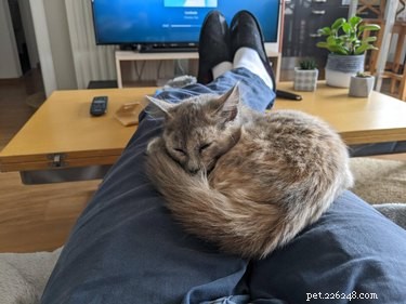 19 Ways Cats Can Steal Your Time (and How to Reclaim It)
