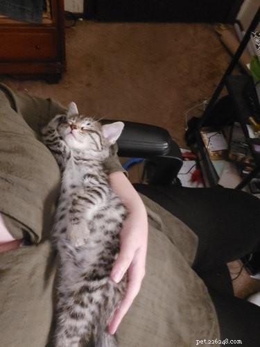 19 Ways Cats Can Steal Your Time (and How to Reclaim It)