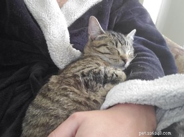 19 Ways Cats Can Steal Your Time (and How to Reclaim It)