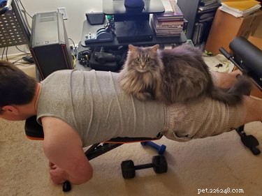 19 Ways Cats Can Steal Your Time (and How to Reclaim It)