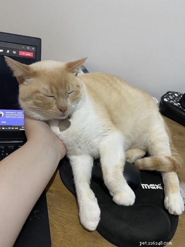 19 Ways Cats Can Steal Your Time (and How to Reclaim It)
