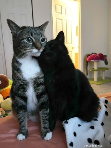 18 Adorable Pet Photos That Brighten Your Day