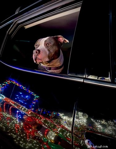 18 Adorable Pet Photos That Brighten Your Day