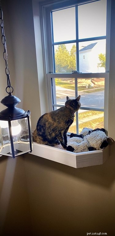 18 Adorable Pet Photos That Brighten Your Day