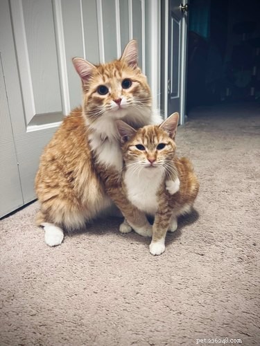 18 Adorable Pet Photos That Brighten Your Day
