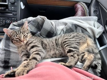18 Adorable Pet Photos That Brighten Your Day