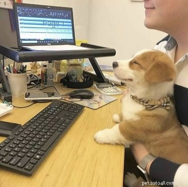 18 Adorable Pet Photos That Brighten Your Day