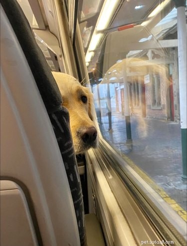 18 Adorable Pet Photos That Brighten Your Day