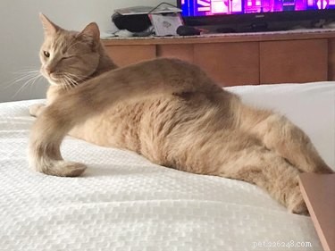 18 Adorable Pet Photos That Brighten Your Day